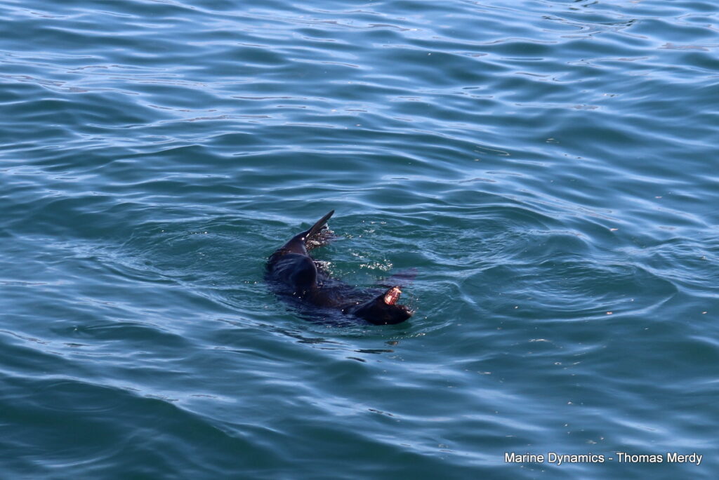 Shark cage diving, South Africa, Gansbaai