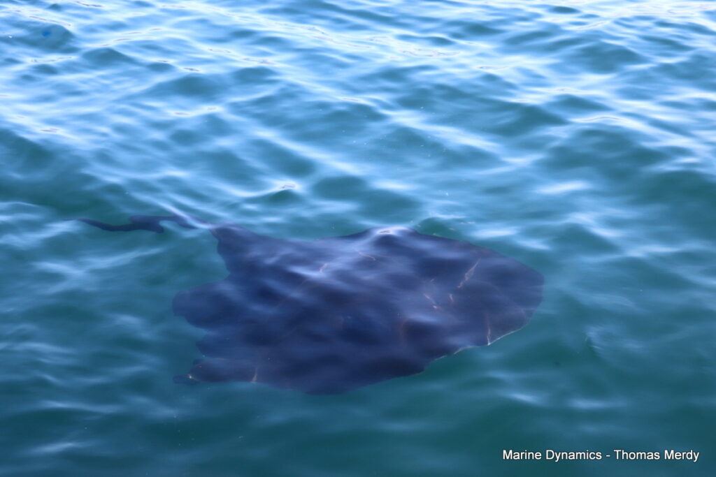 Shark cage diving, South Africa, Gansbaai