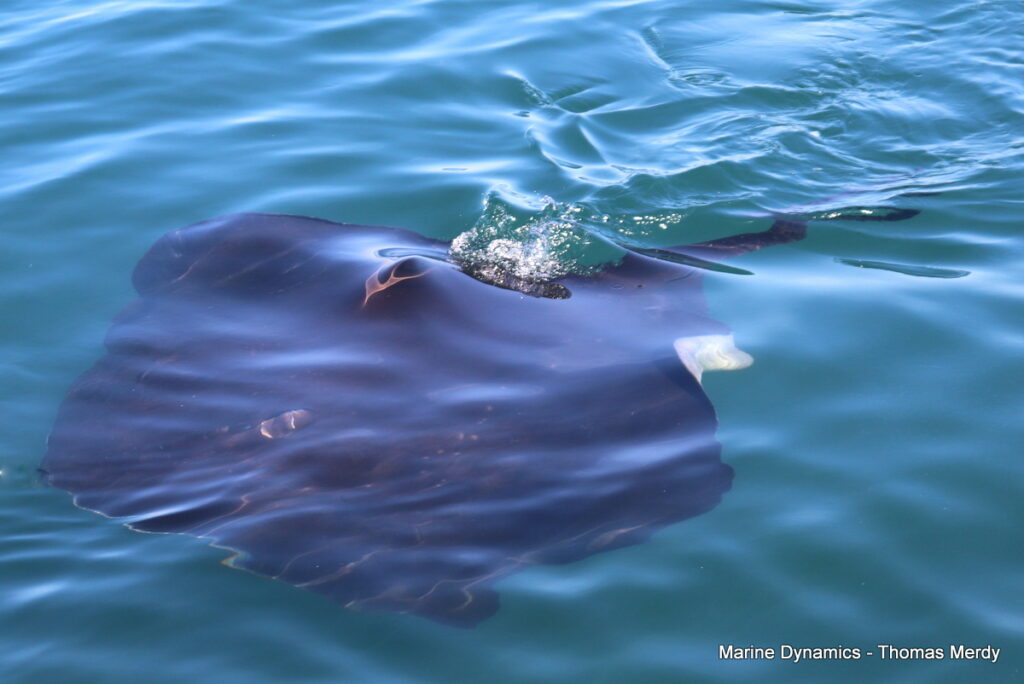 Shark cage diving, South Africa, Gansbaai