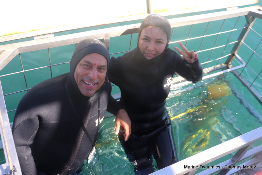 Shark cage diving, South Africa, Gansbaai