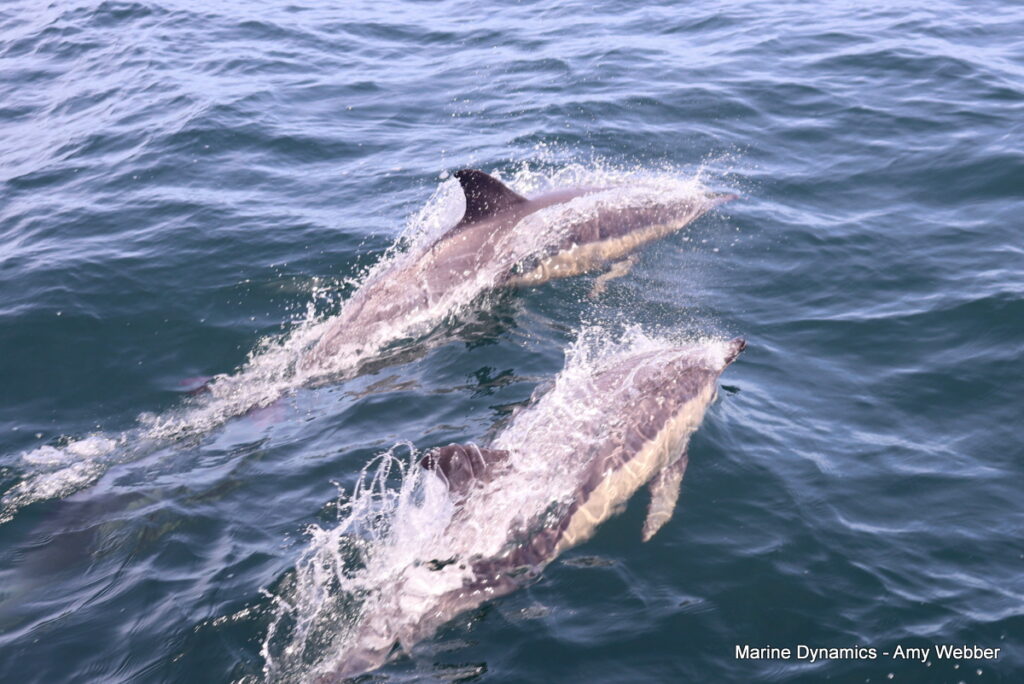 Shark cage diving, Gansbaai, South Africa
