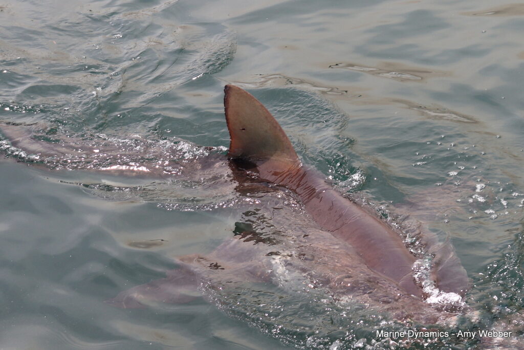 Shark cage diving, Gansbaai, South Africa