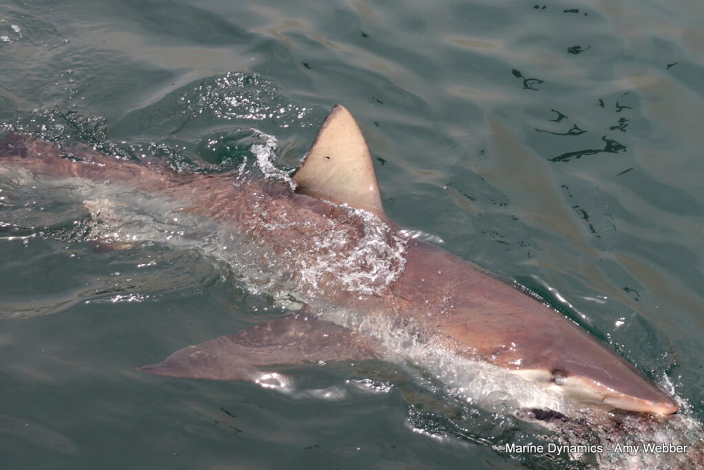 Shark cage diving, Gansbaai, South Africa