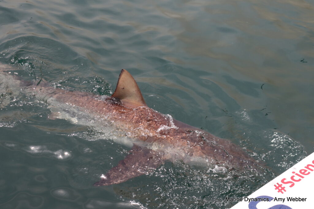 Shark cage diving, Gansbaai, South Africa