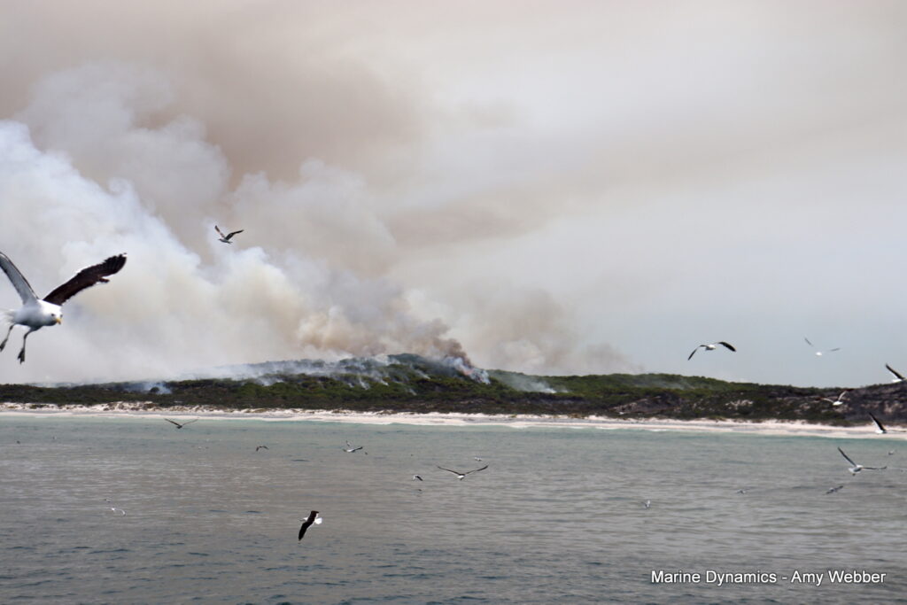 Shark cage diving, Gansbaai, South Africa