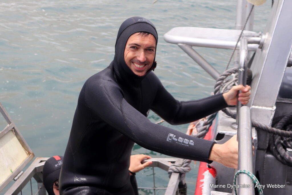 Shark cage diving, Gansbaai, South Africa