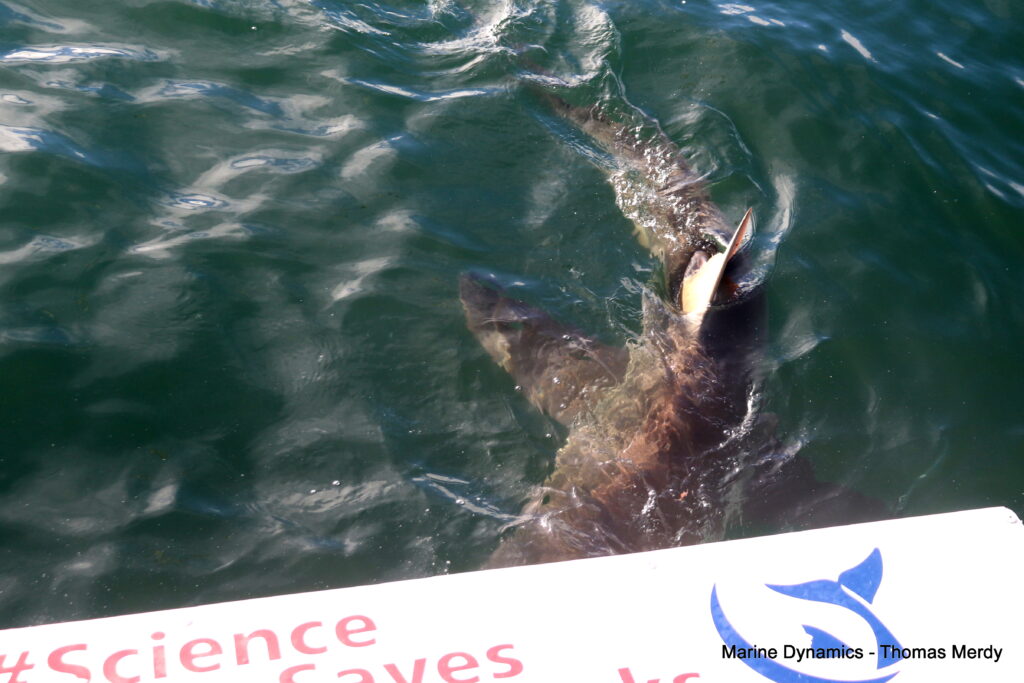 Shark cage diving, South Africa, Gansbaai