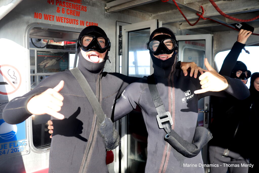 Shark cage diving, South Africa, Gansbaai