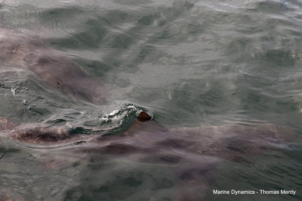 Shark cage diving, South Africa, Gansbaai