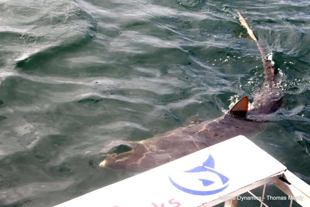 Shark cage diving, South Africa, Gansbaai