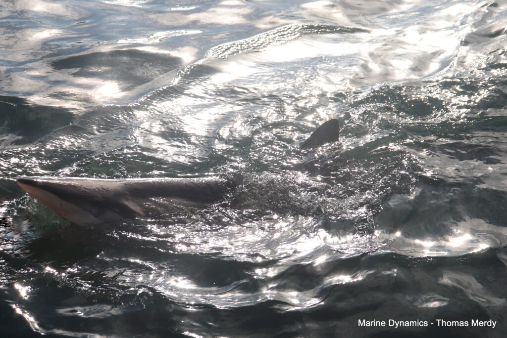 Shark cage diving, South Africa, Gansbaai