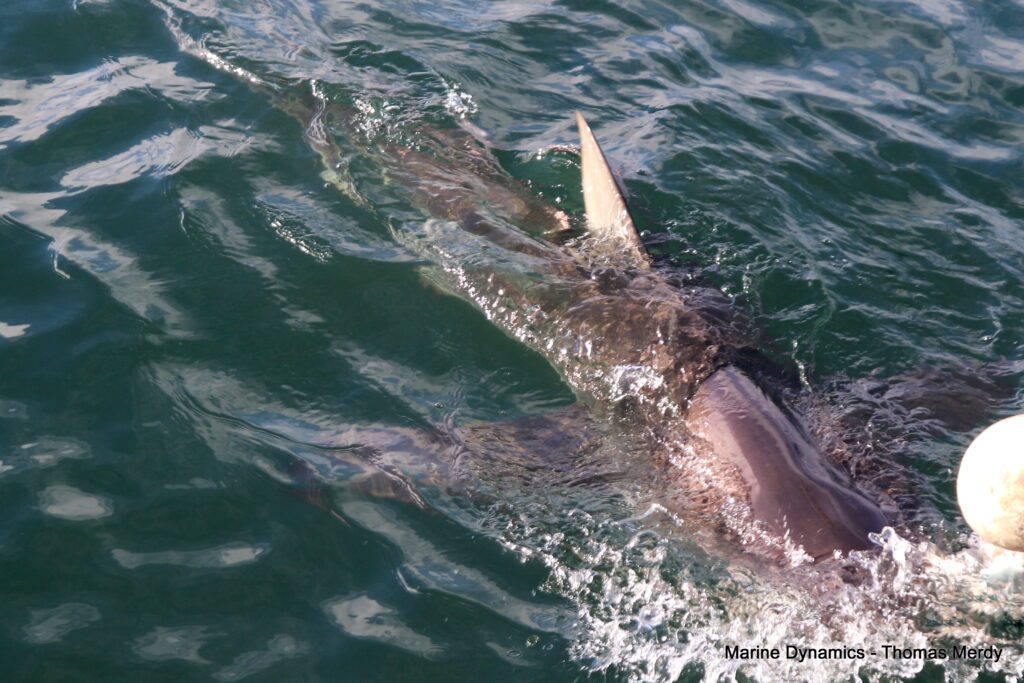 Shark cage diving, South Africa, Gansbaai