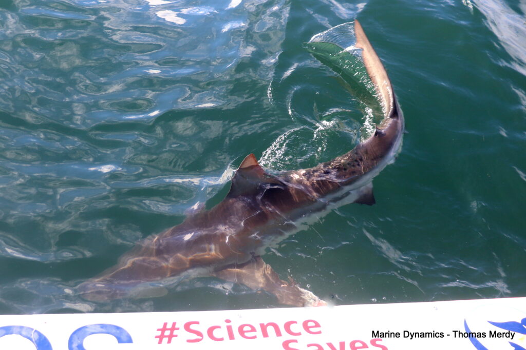 Shark cage diving, South Africa, Gansbaai