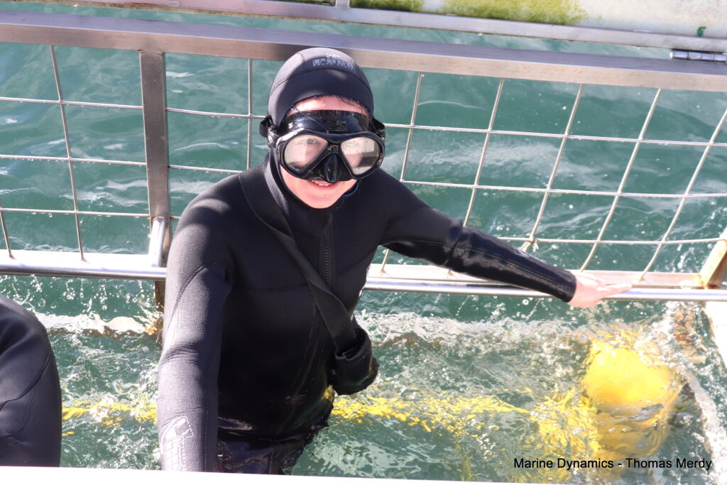 Shark cage diving, South Africa, Gansbaai