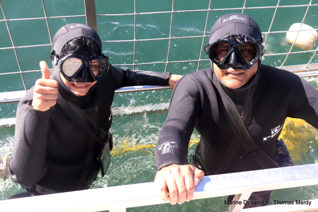Shark cage diving, South Africa, Gansbaai