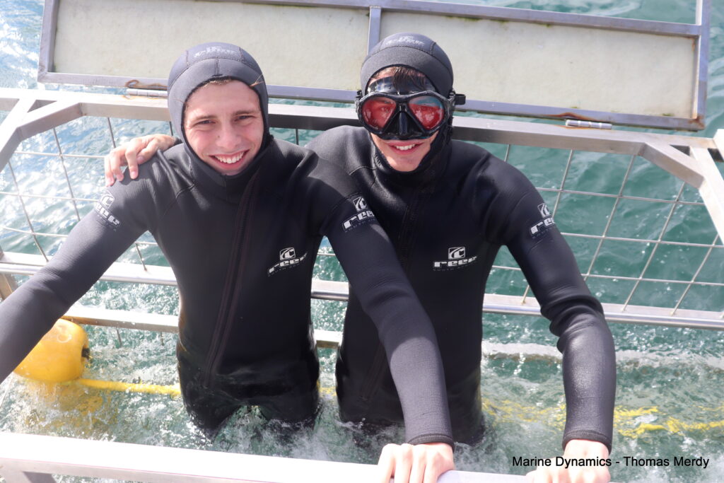 Shark cage diving, South Africa, Gansbaai