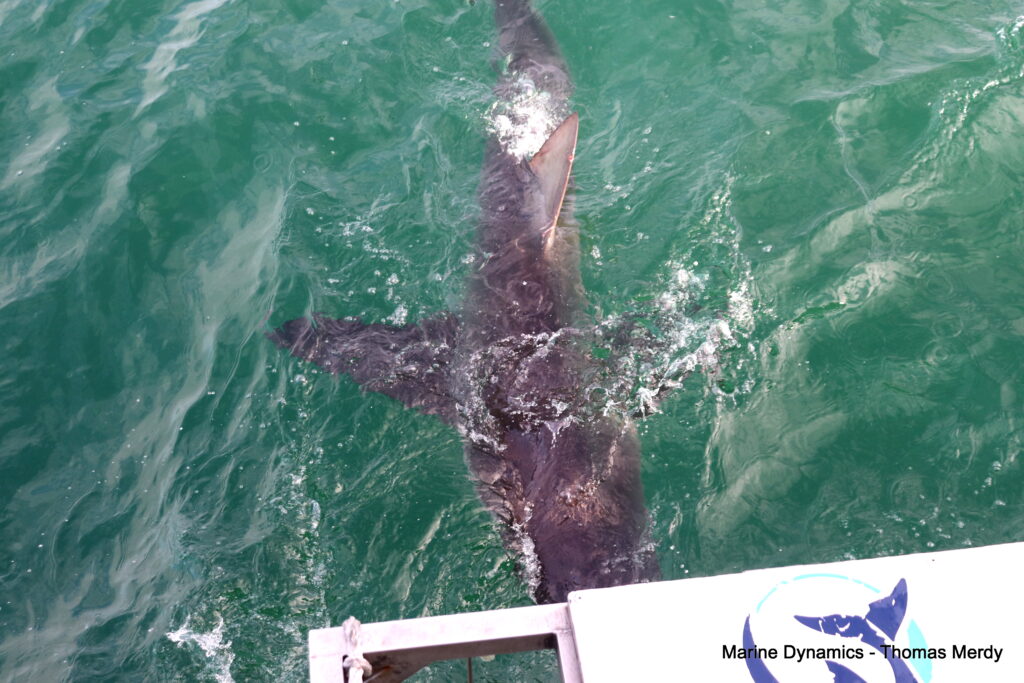 Shark cage diving, South Africa, Gansbaai
