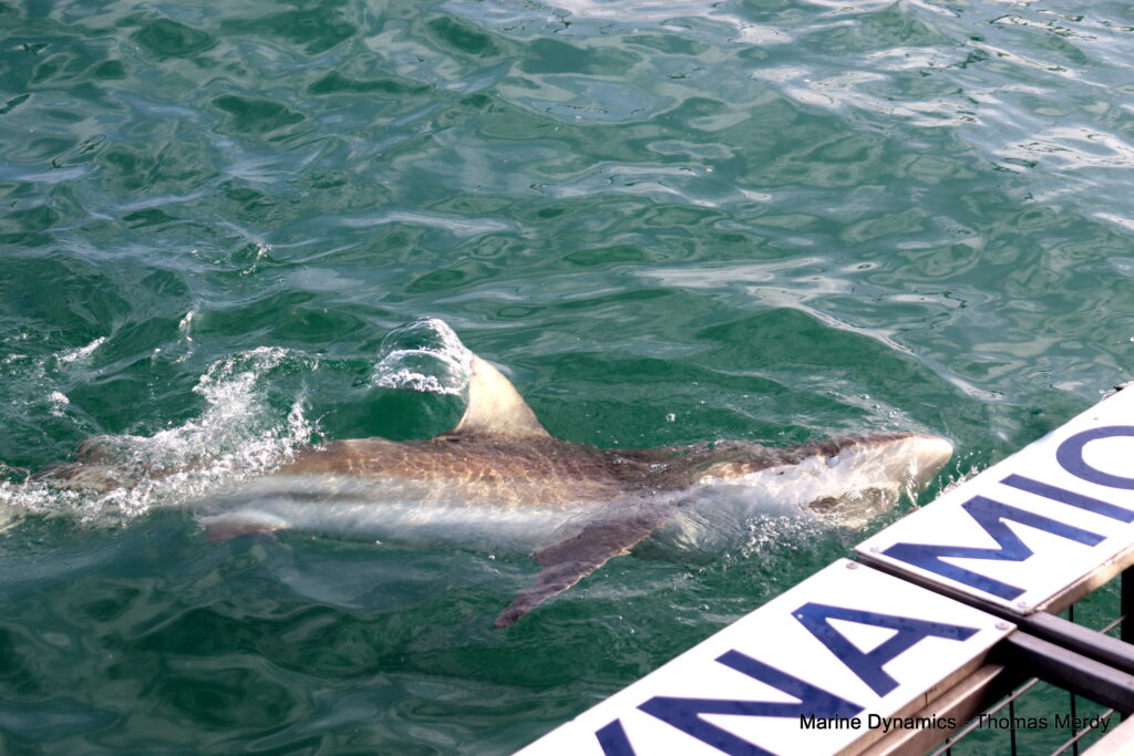 Shark cage diving, South Africa, Gansbaai