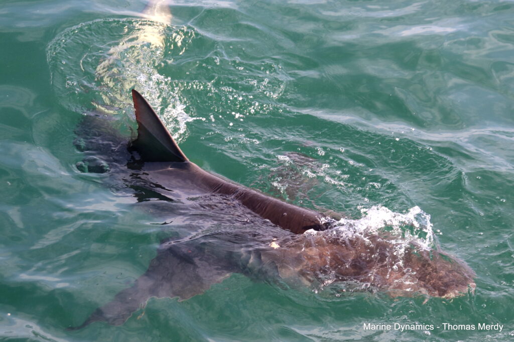 Shark cage diving, South Africa, Gansbaai