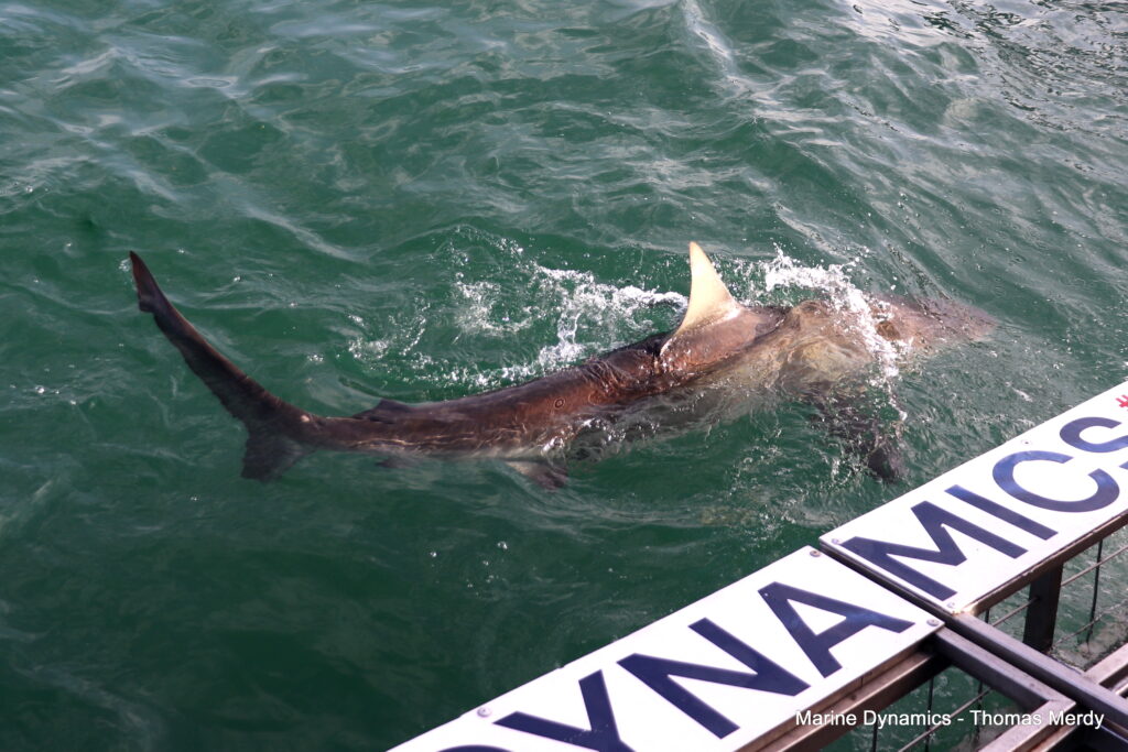 Shark cage diving, South Africa, Gansbaai