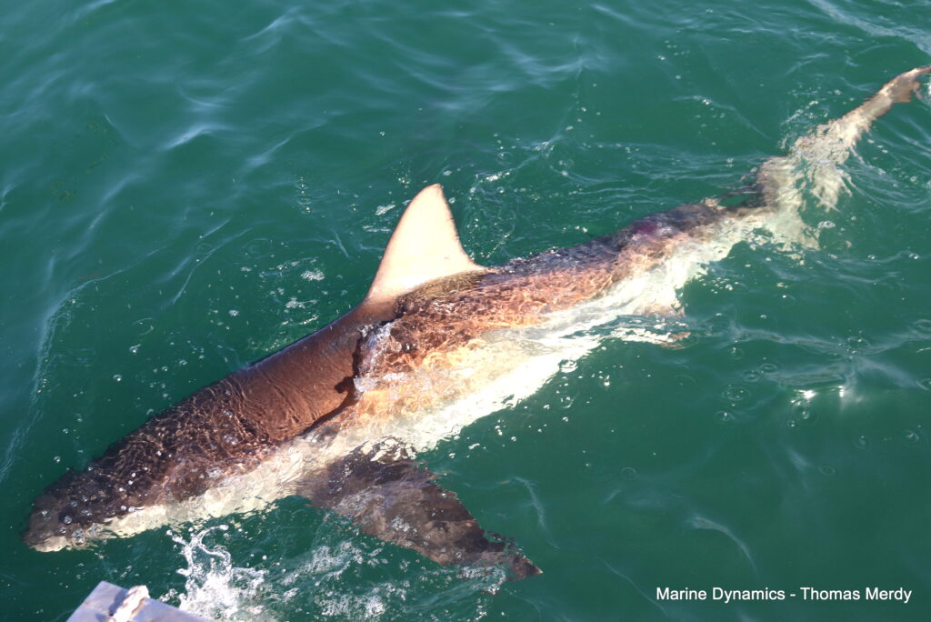 Shark cage diving, South Africa, Gansbaai