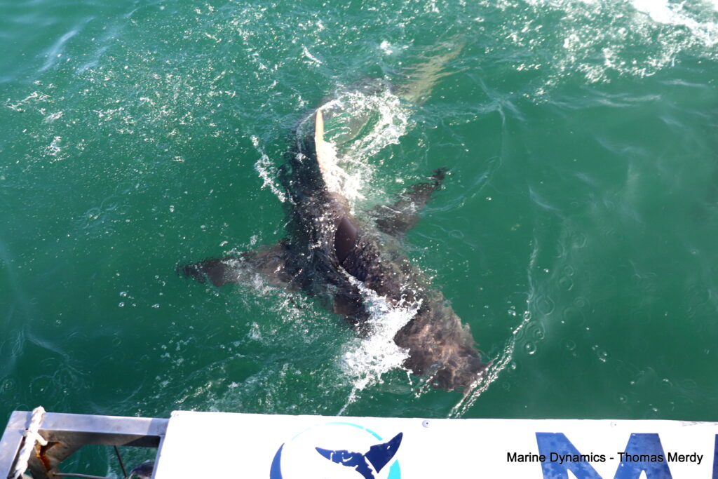 Shark cage diving, South Africa, Gansbaai