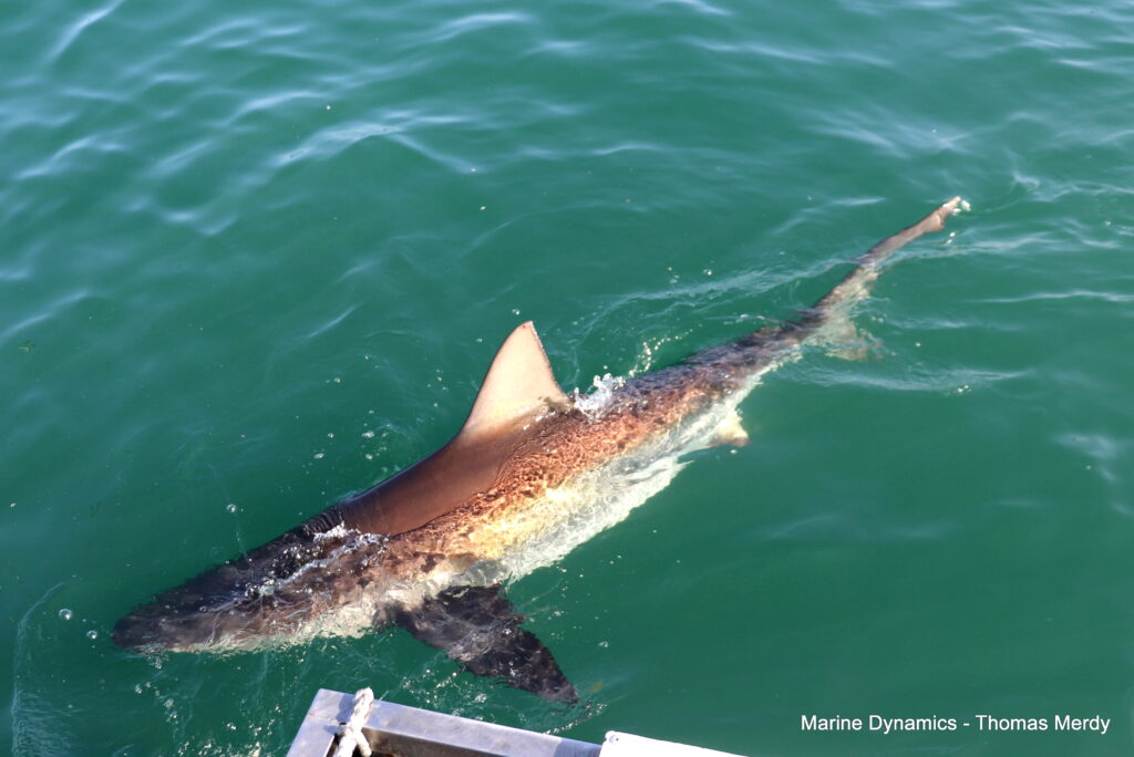 Shark cage diving, South Africa, Gansbaai