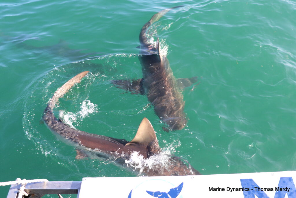 Shark cage diving, South Africa, Gansbaai