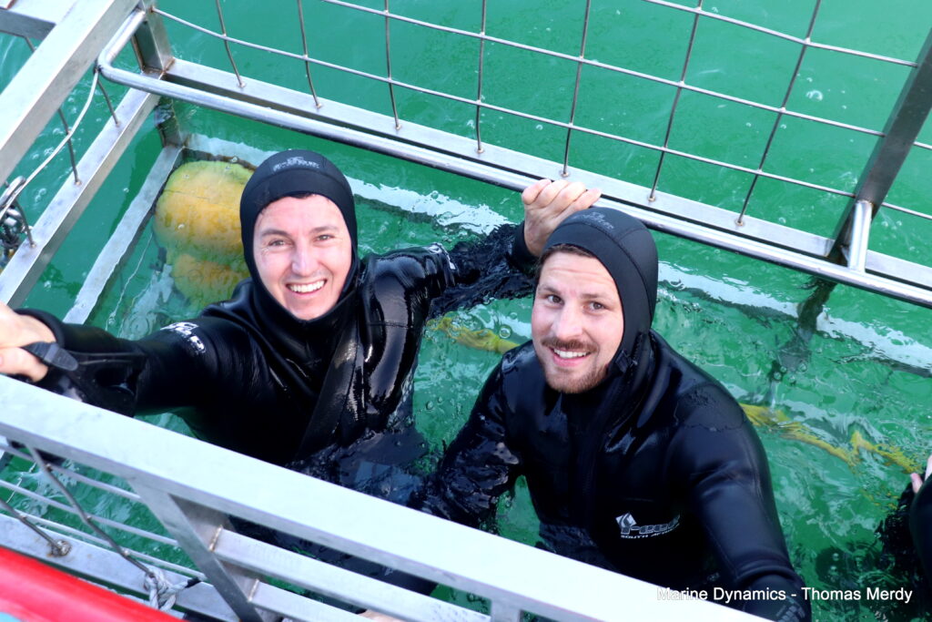 Shark cage diving, South Africa, Gansbaai