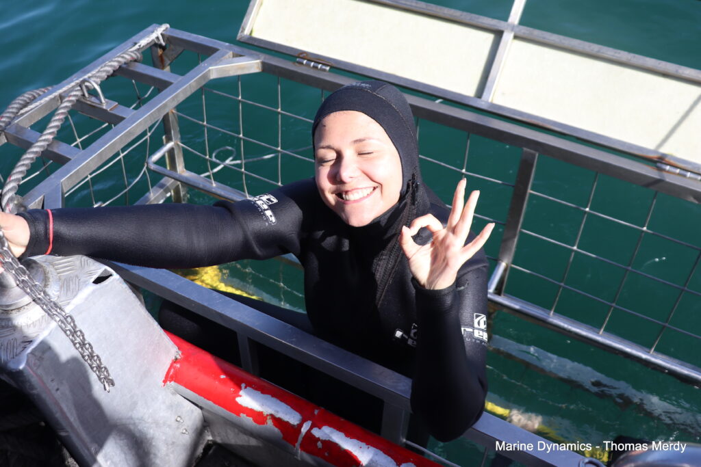 Shark cage diving, South Africa, Gansbaai