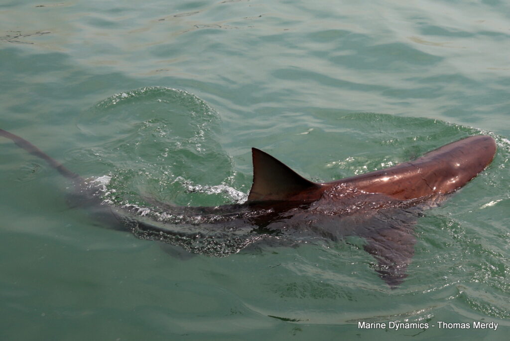 Shark cage diving, South Africa, Gansbaai