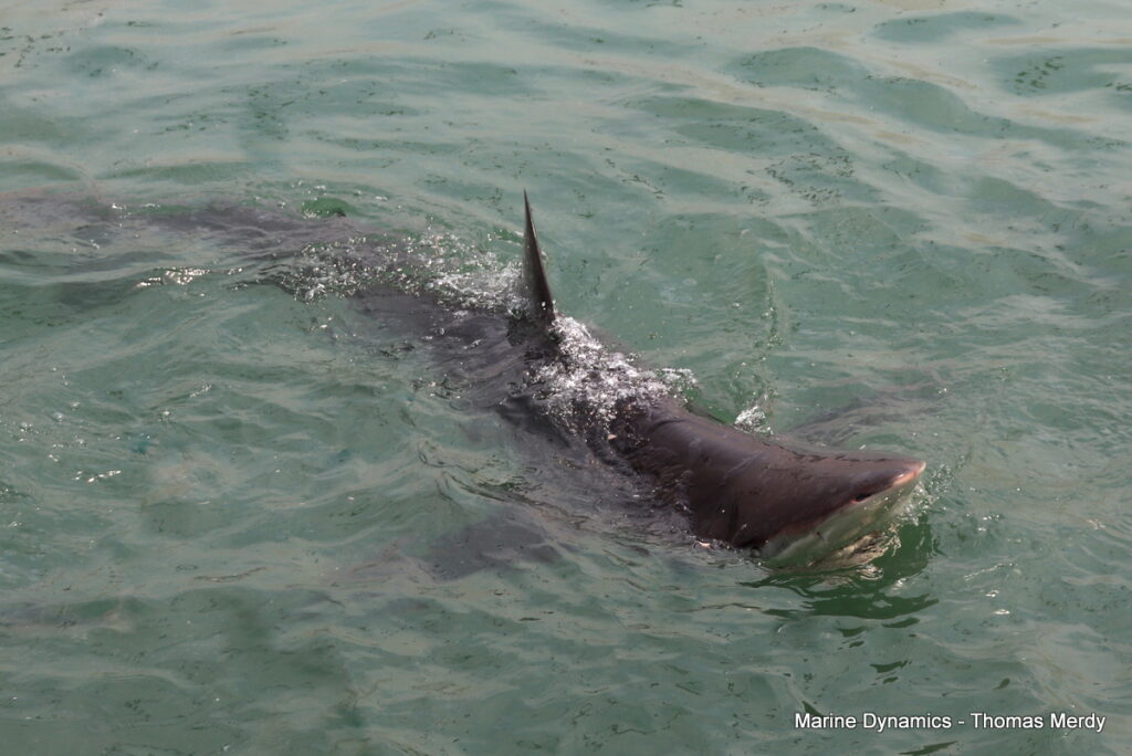 Shark cage diving, South Africa, Gansbaai