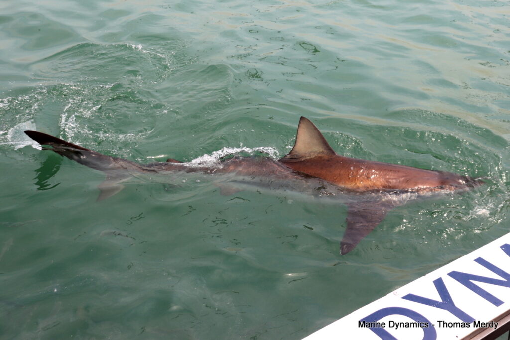 Shark cage diving, South Africa, Gansbaai