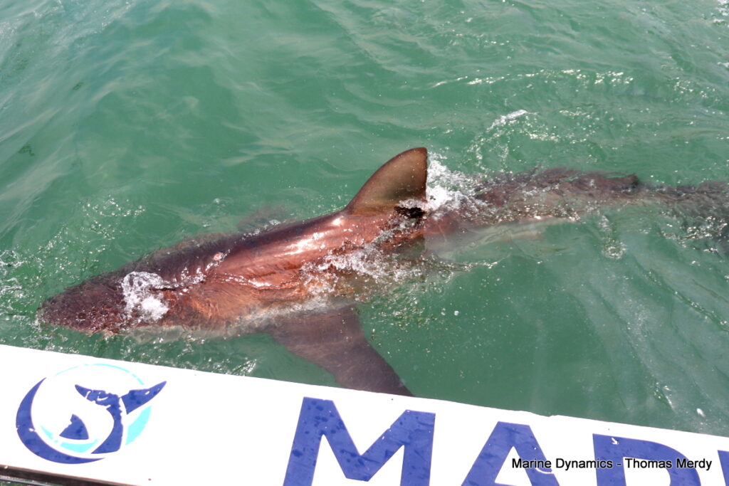 Shark cage diving, South Africa, Gansbaai