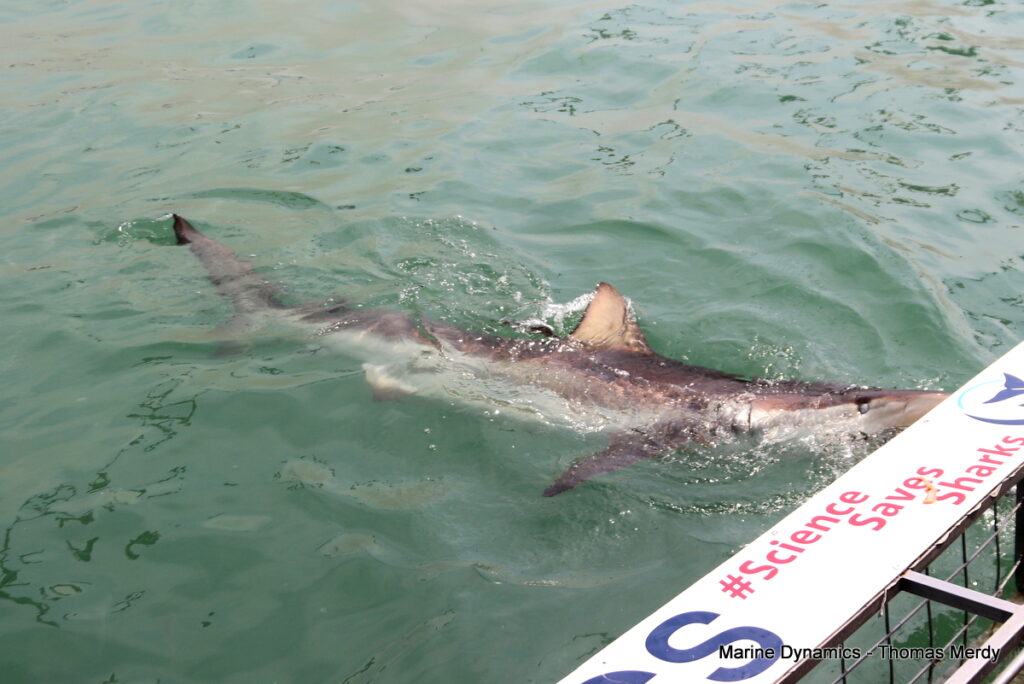 Shark cage diving, South Africa, Gansbaai