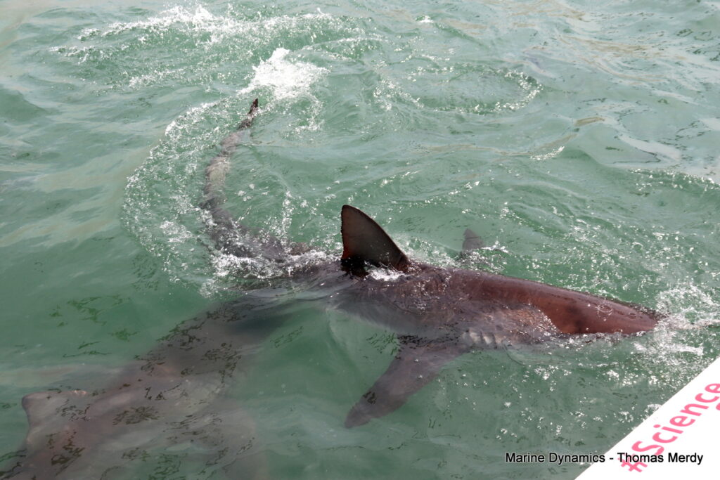 Shark cage diving, South Africa, Gansbaai