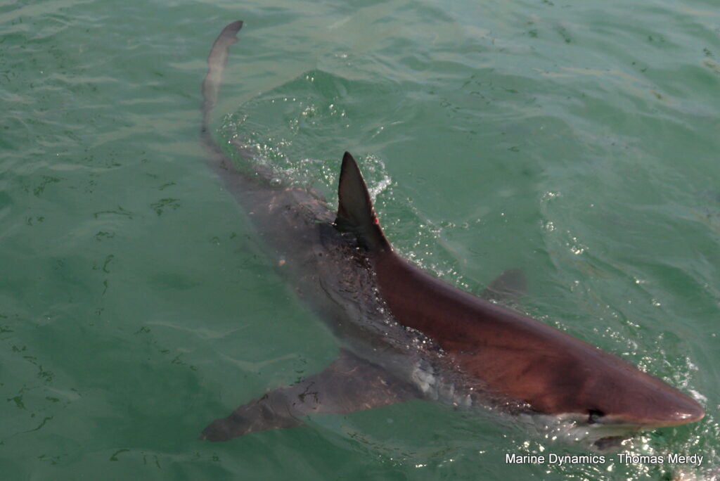 Shark cage diving, South Africa, Gansbaai
