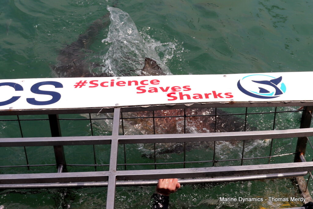 Shark cage diving, South Africa, Gansbaai