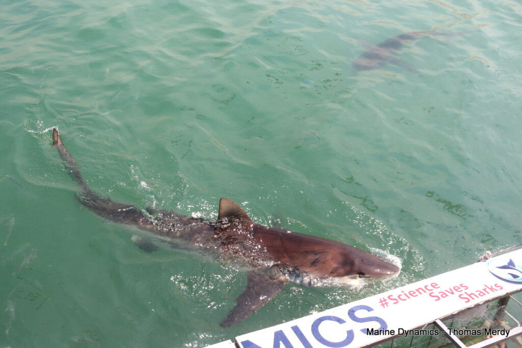 Shark cage diving, South Africa, Gansbaai