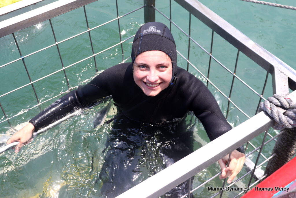 Shark cage diving, South Africa, Gansbaai