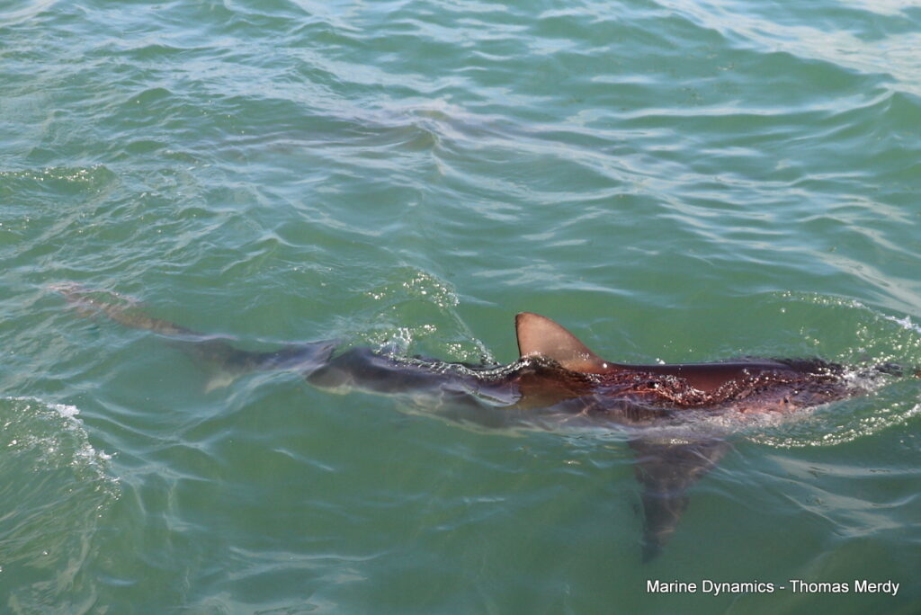 Shark cage diving, South Africa, Gansbaai