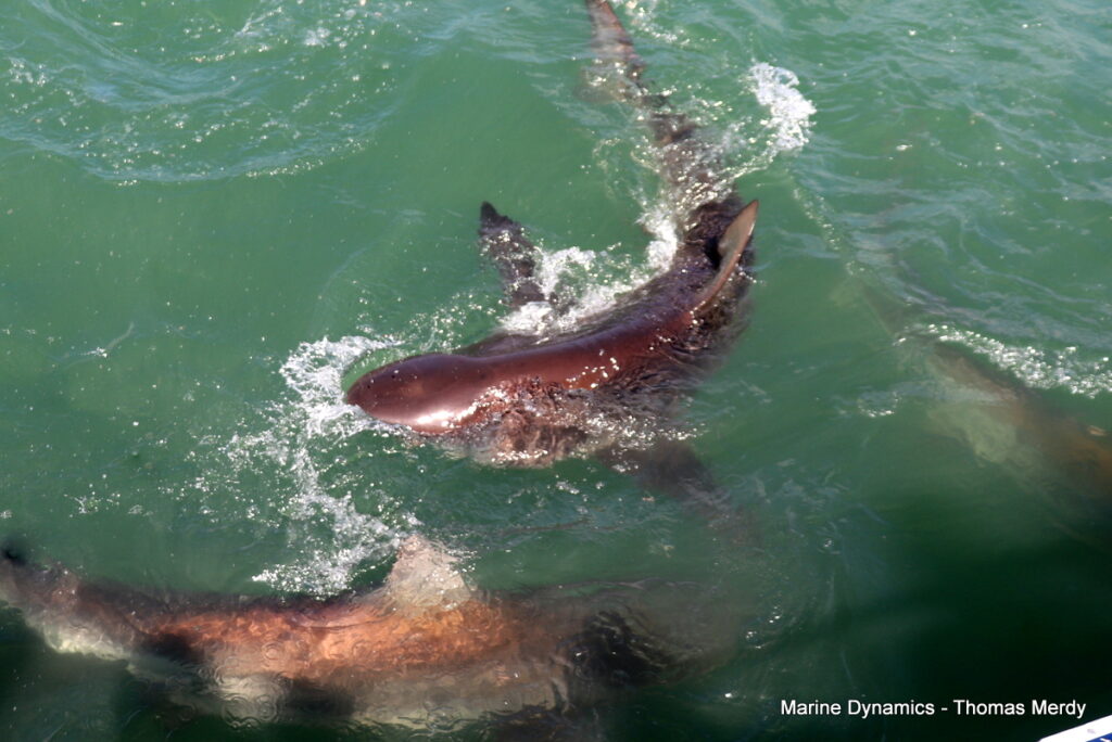 Shark cage diving, South Africa, Gansbaai