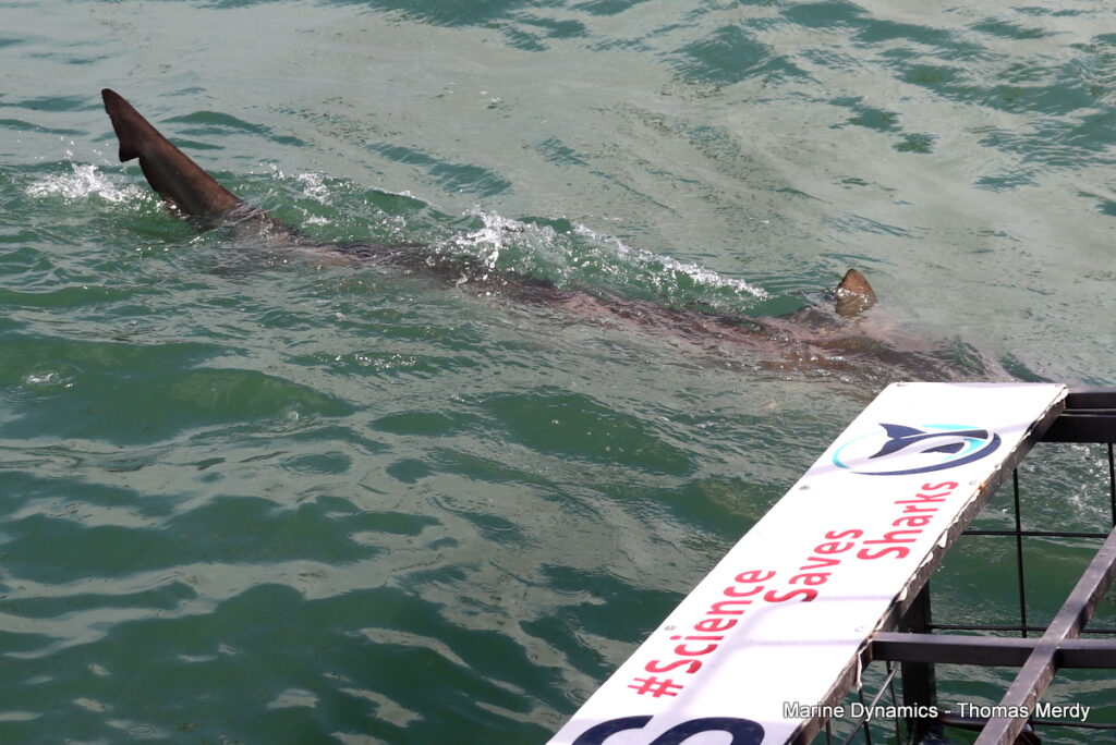 Shark cage diving, South Africa, Gansbaai