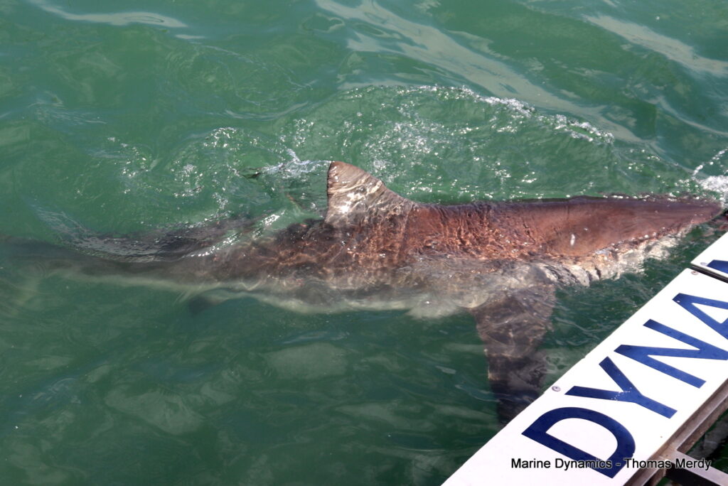 Shark cage diving, South Africa, Gansbaai
