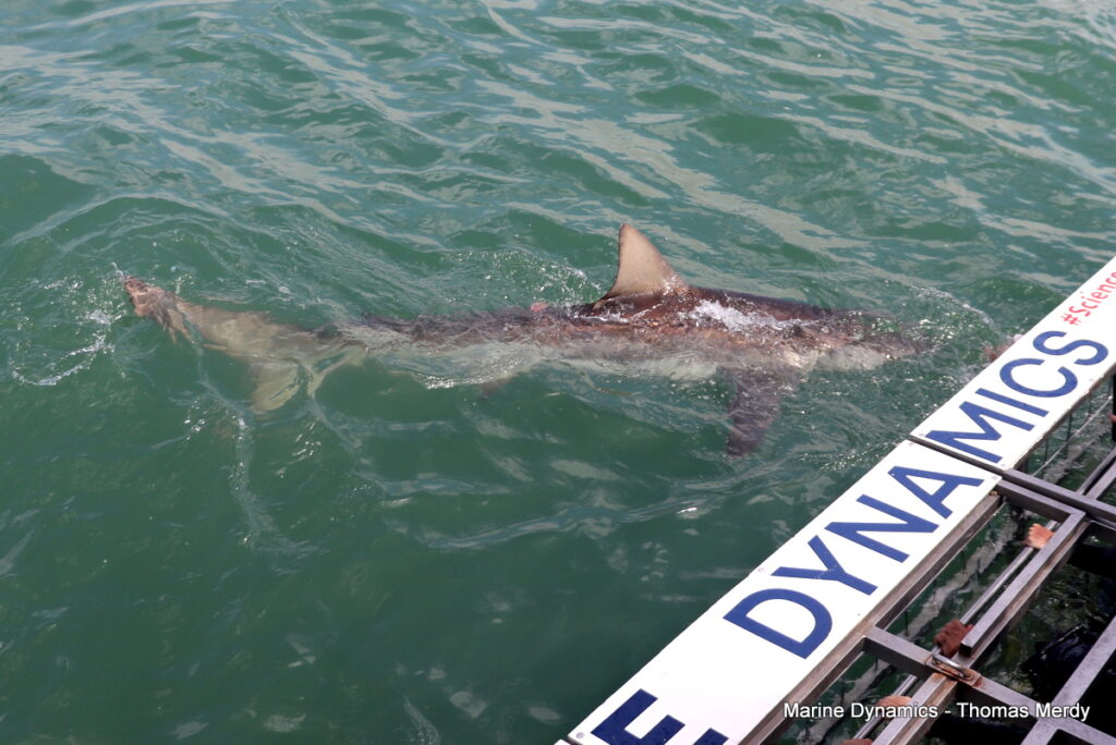 Shark cage diving, South Africa, Gansbaai