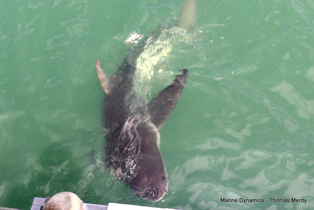 Shark cage diving, South Africa, Gansbaai