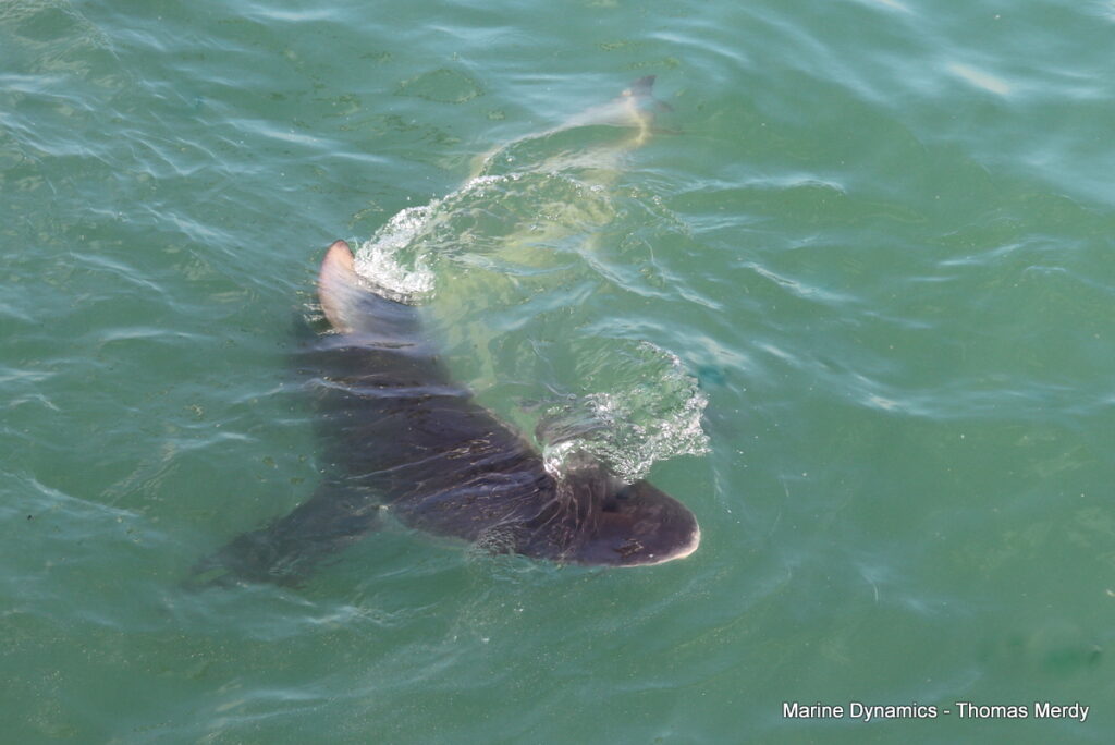 Shark cage diving, South Africa, Gansbaai