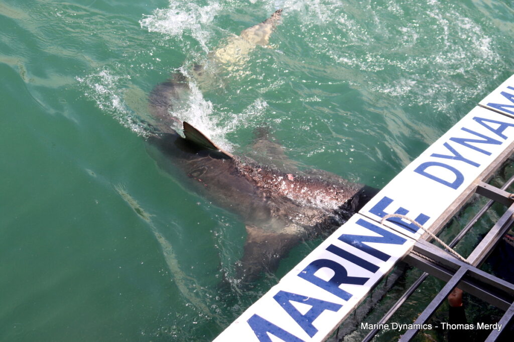 Shark cage diving, South Africa, Gansbaai
