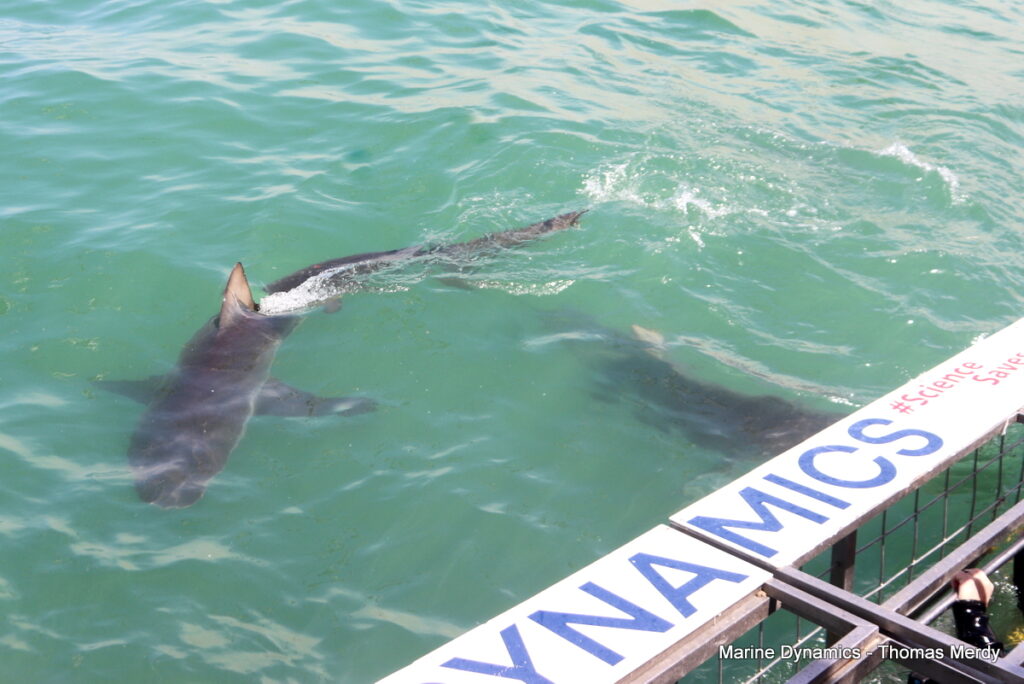 Shark cage diving, South Africa, Gansbaai