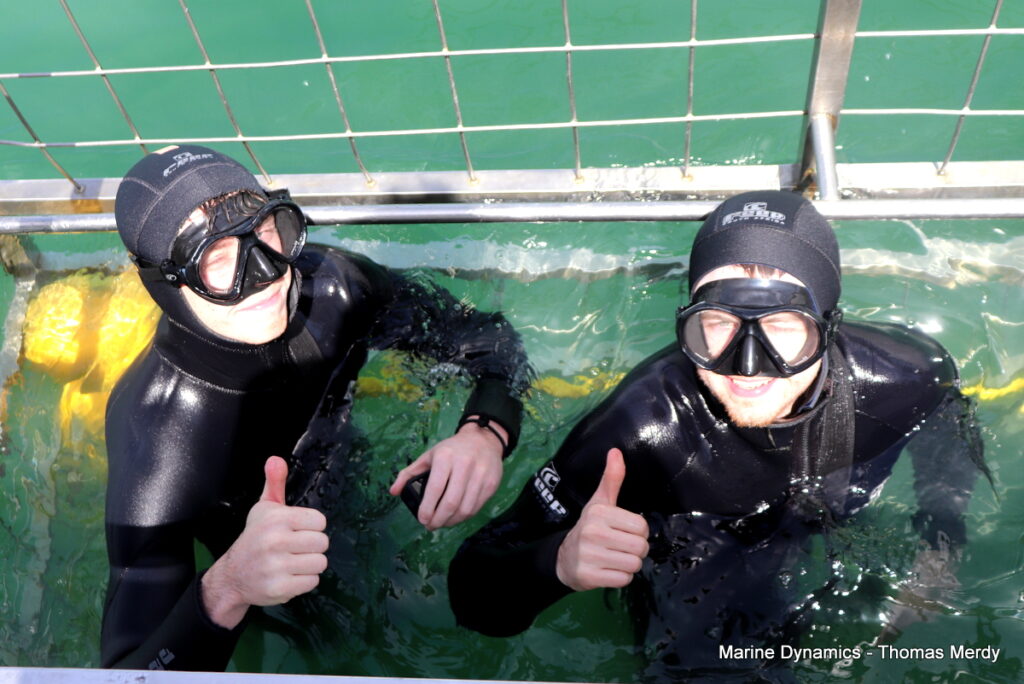 Shark cage diving, South Africa, Gansbaai